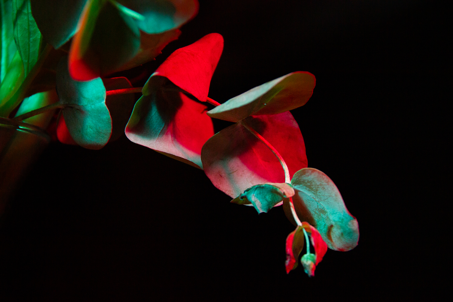 Otherwordly Flora Photo 